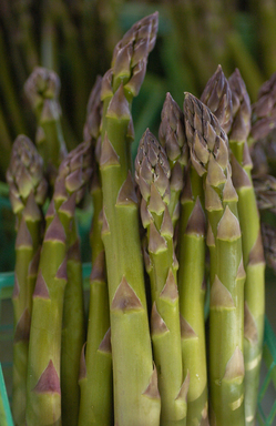 AA FARMER'S MARKET ASPARAGU.jpg